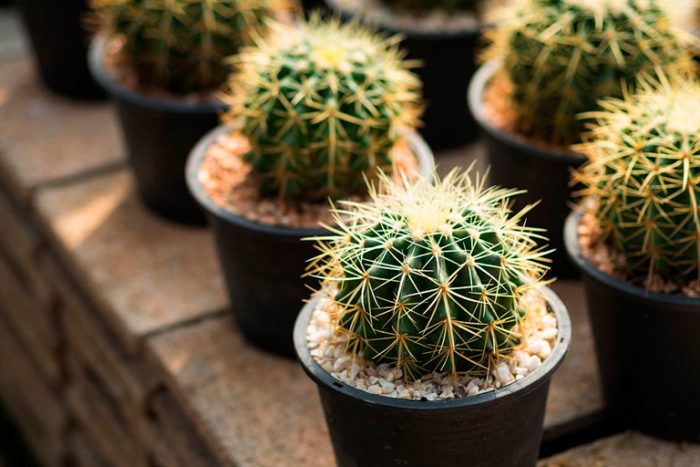 CACTUS